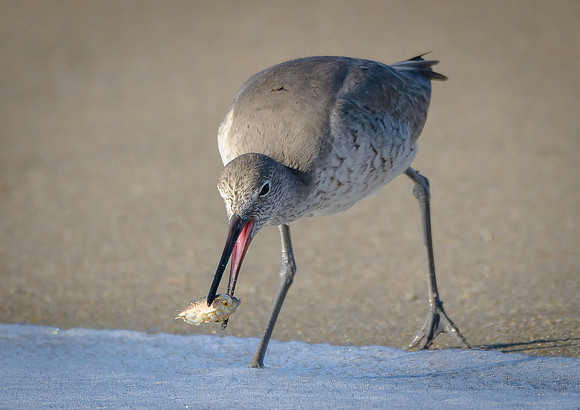 Willet