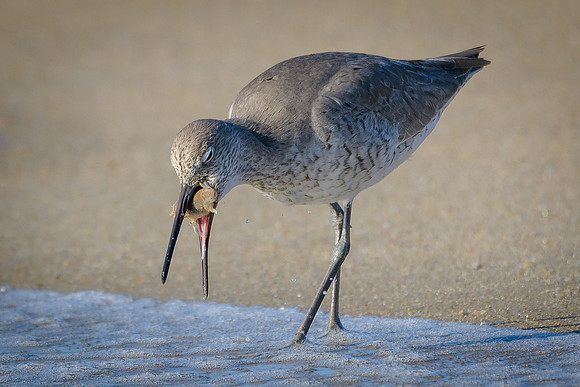 Willet