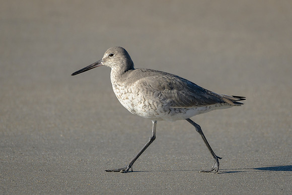 Willet