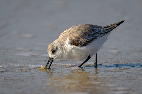 Sanderling