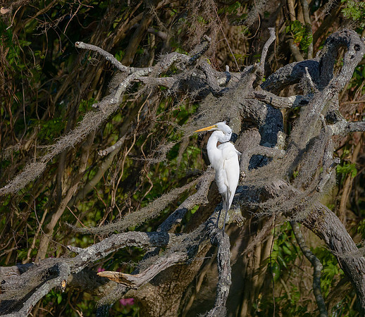 Great Egret