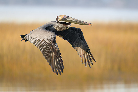 Brown Pelican