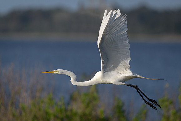 Great Egret