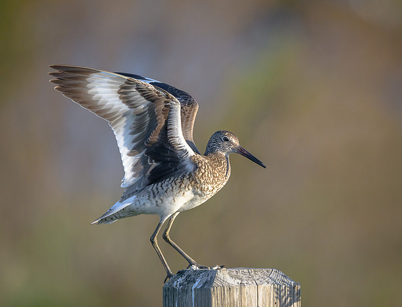 Willet