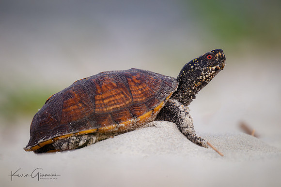 Box Turtle on the Beach