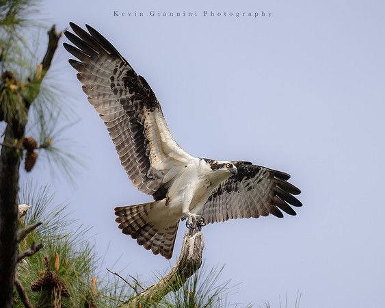 Osprey