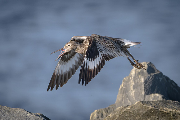 Willet