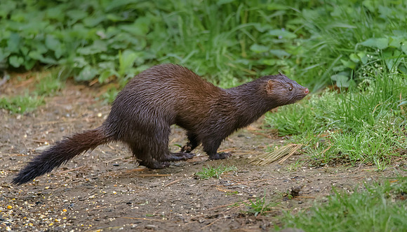 Mink