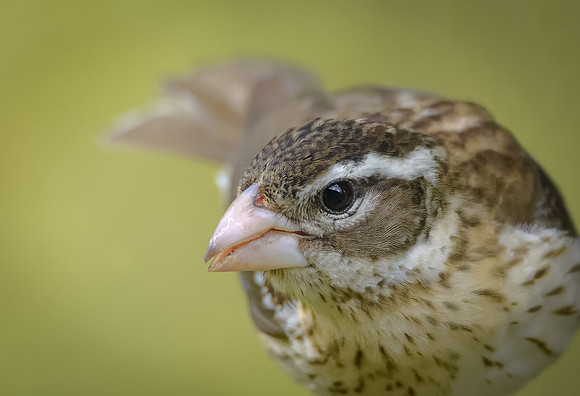 Rose-breasted Grosbeak - Female