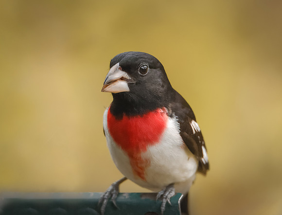 Rose-breasted Grosbeak