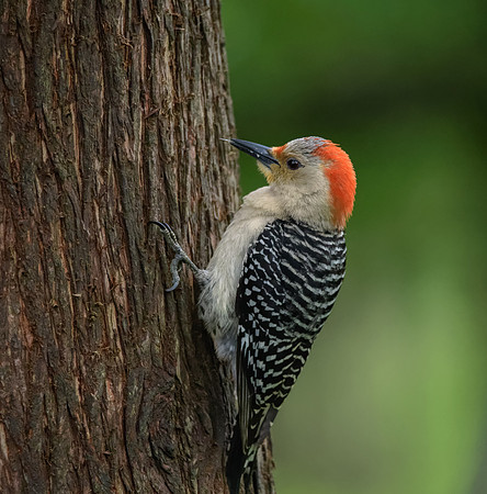 Red-bellied Woodpecker