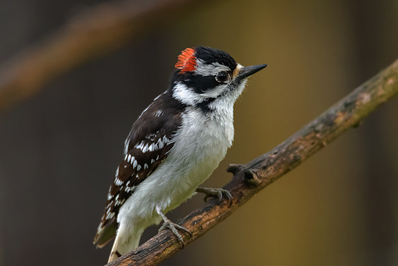 Downy Woodpecker