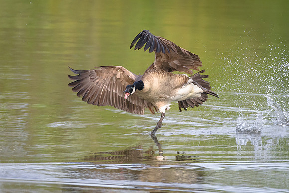 Canada Goose