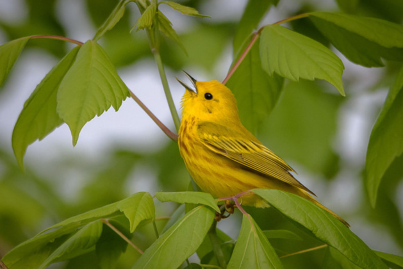 Yellow Warbler