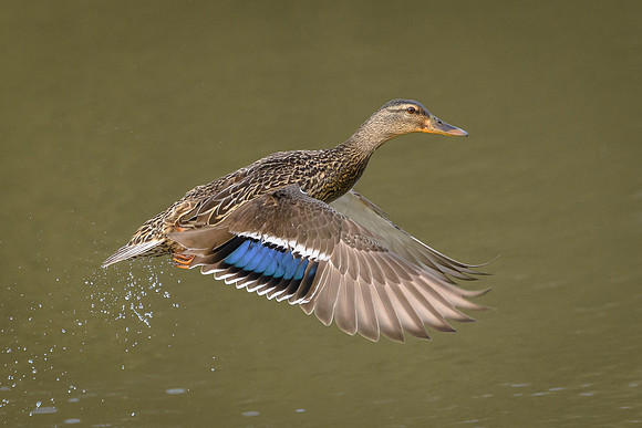 Female Mallard