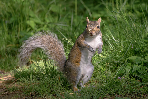 Grey Squirrel balancing act!
