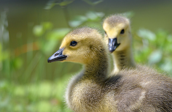 Goslings