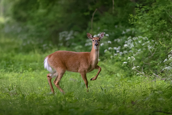 White-tailed Deer