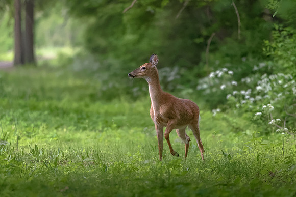 White-tailed Deer