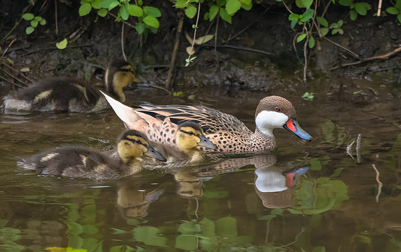 White-cheeked Pintail