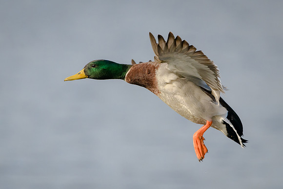 Mallard Landing