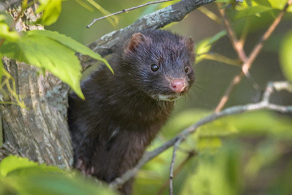 Mink