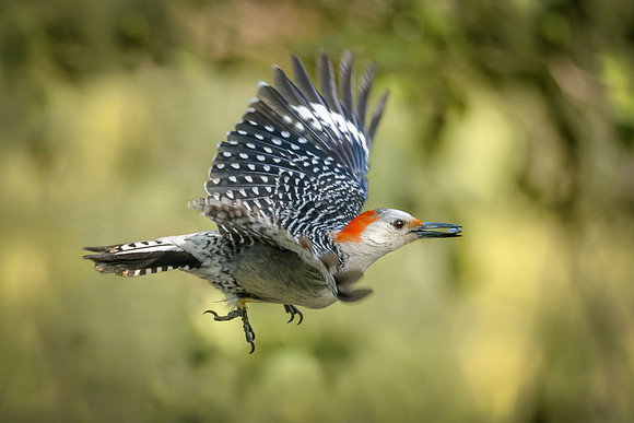 Red-bellied Woodpecker