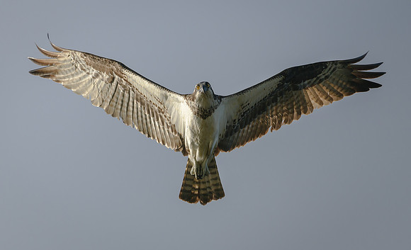 Osprey in flight