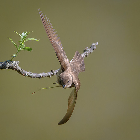 North Rough-winged Swallow