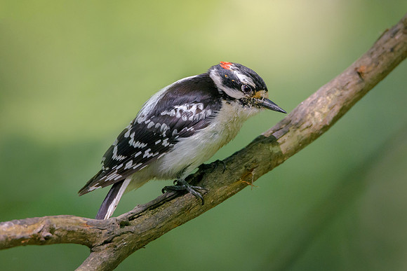 Downy Woodpecker