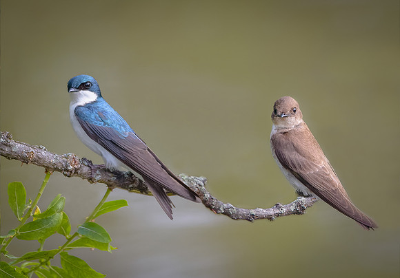 Tree Swallow and North Rough-winged Swallow