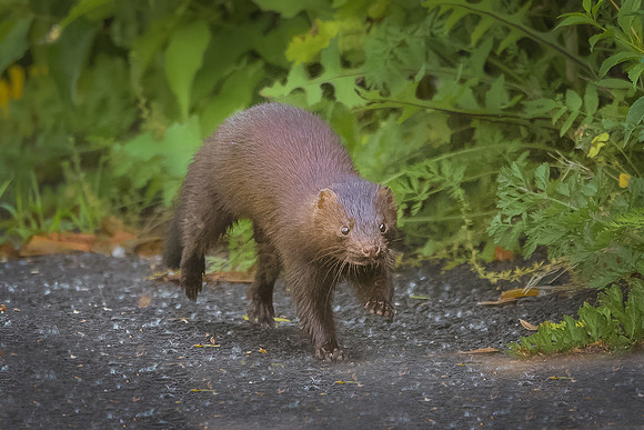 Mink