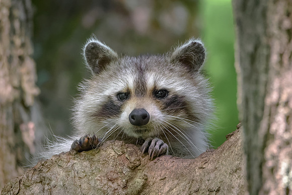 Raccoon