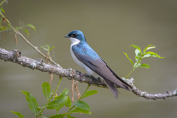 Tree Swallow