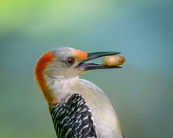 Red-bellied Woodpecker