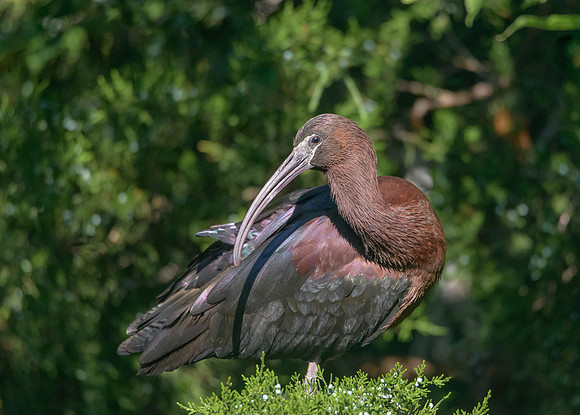 Glossy Ibis