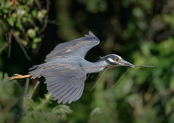 Yellow-crowned Night heron