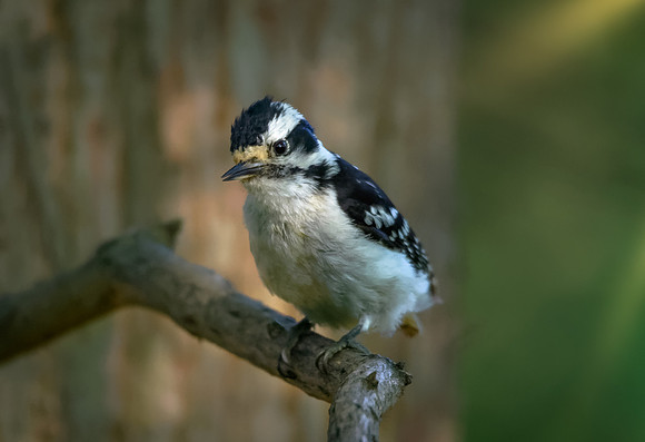Downy Woodpecker