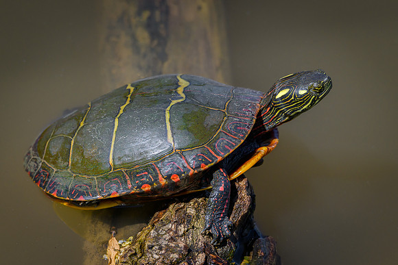 Painted Turtle