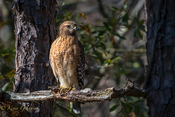 Red Shouldered Hawk