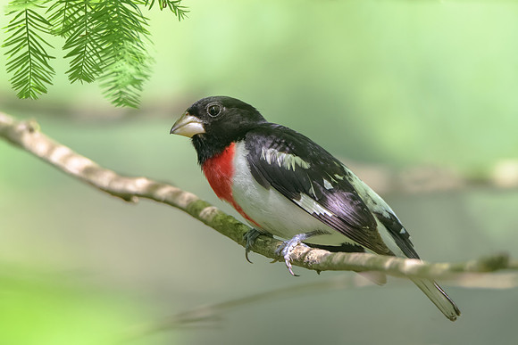 Rose-breasted Grosbeak