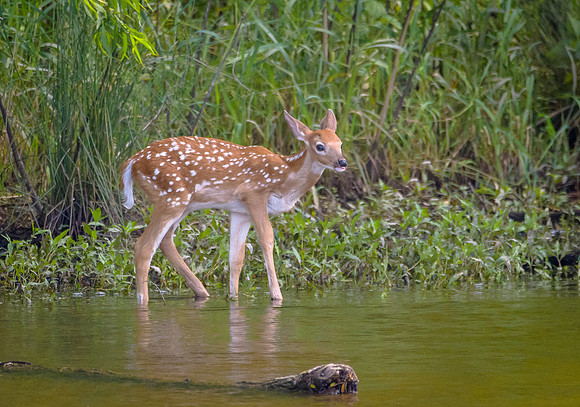 White-tailed Deer fawn
