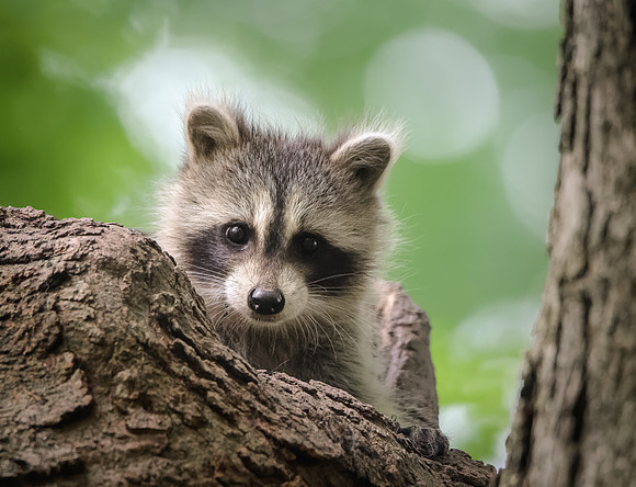 Raccoon Baby