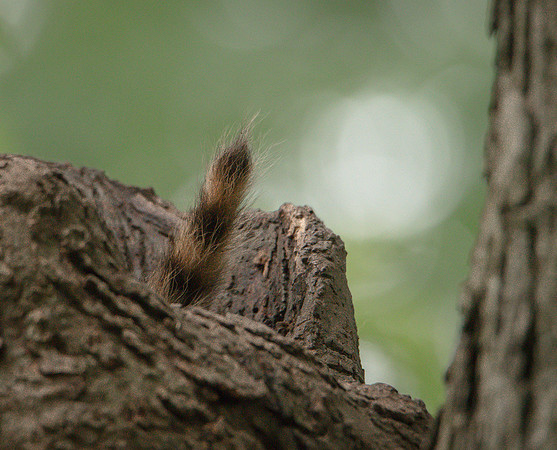 Baby Raccoon tail