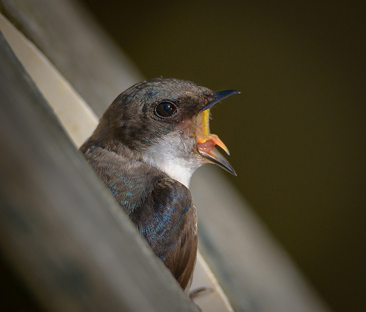 Tree Swallow