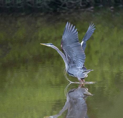 Great Blue Heron