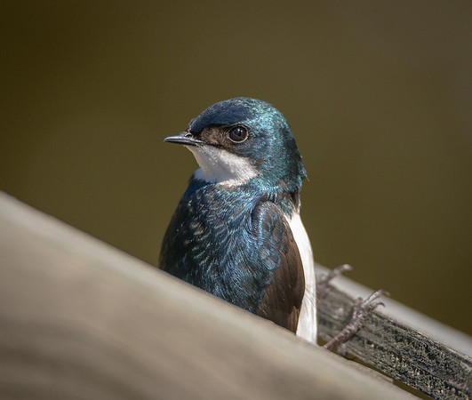 Tree Swallow