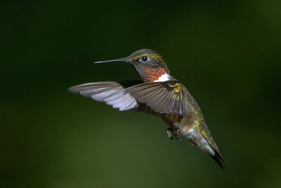 Ruby-throated Hummingbird