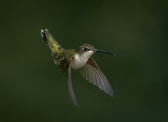 Ruby-throated Hummingbird