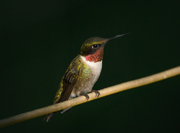 Ruby-throated Hummingbird